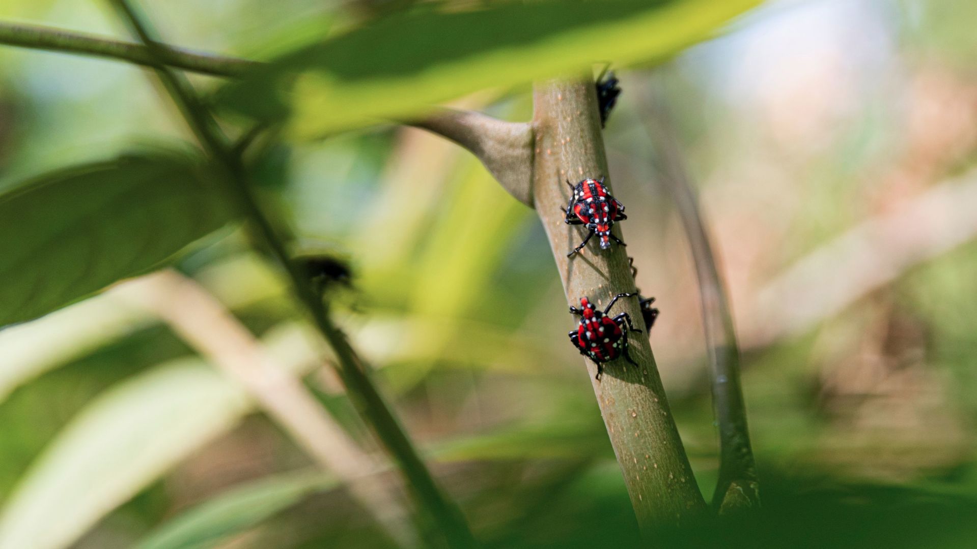 7-16-19 Spotted lanternfly 3.jpg